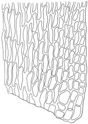 Fallaciella robusta. Alar cells of branch leaf. Drawn from holotype, A.J. Fife 8137, CHR 438186.
 Image: R.C. Wagstaff © 2003 British Bryological Society. Reprinted by permission of Informa UK Limited, trading Taylor & Francis Group, https://www.tandfonline.com on behalf of British Bryological Society. Reprinted by permission of Informa UK Limited, trading Taylor & Francis Group, https://www.tandfonline.com on behalf of British Bryological Society.